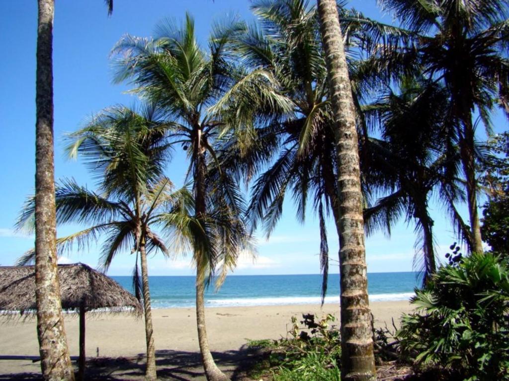 Perla Negra Beach Front Hotel Puerto Viejo de Talamanca Exterior foto